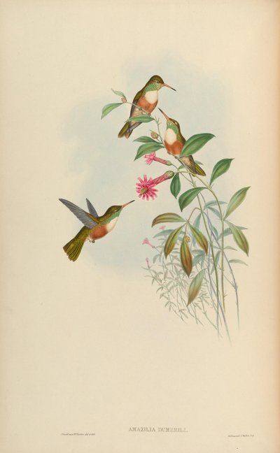 Amazilia amazilia dumerilii by John Gould